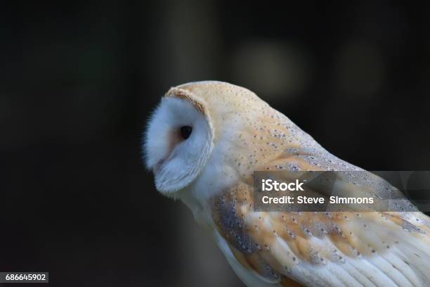 Barn Owl Posado En Árboles Forestales De Nueva Hampshire Uk Foto de stock y más banco de imágenes de Animal