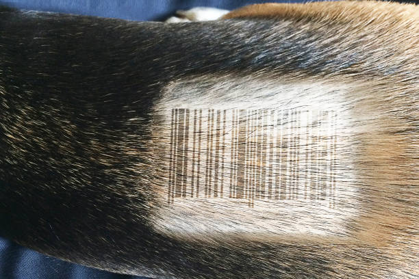 istock Dog Barcode with standing dog in vet clinic. 686648662