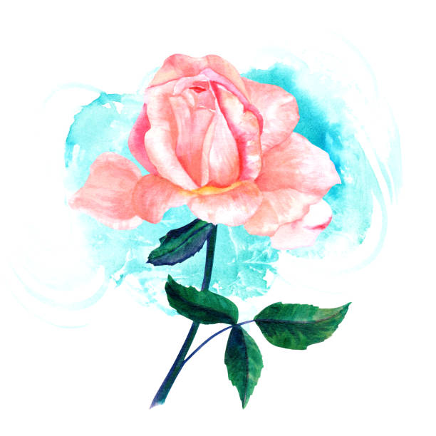 istock Watercolor pink rose drawing on turquoise brush stroke 686648874