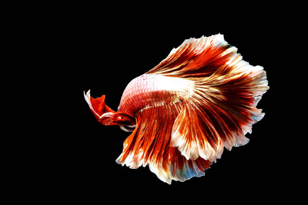 colpo posteriore di betta siamese tailandese rossa e bianca che combatte il pesce con tutto il corpo, mezza luna, isolata sul nero - half moon tail foto e immagini stock