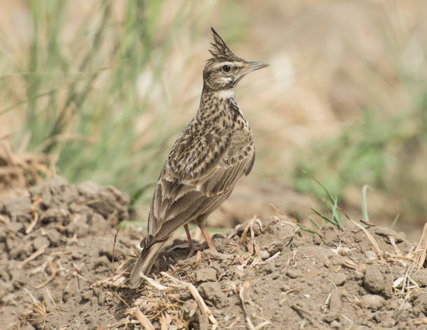 istock Crested lark stood in rural field meadow 686656848