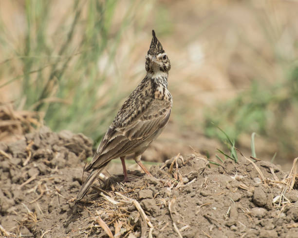 istock Crested lark stood in rural field meadow 686656984