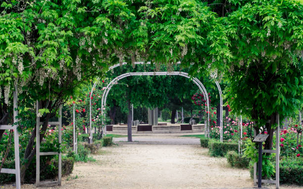 istock Wisteria sinensis and red roses in a park. 686663158