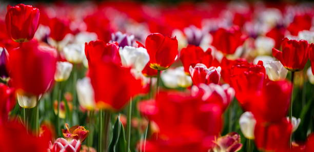 istock Brightly colored tulips shot at Ottawa in Ontario Canada. 686664332