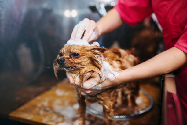 istock Pet groomer hands washing little dog 686664468