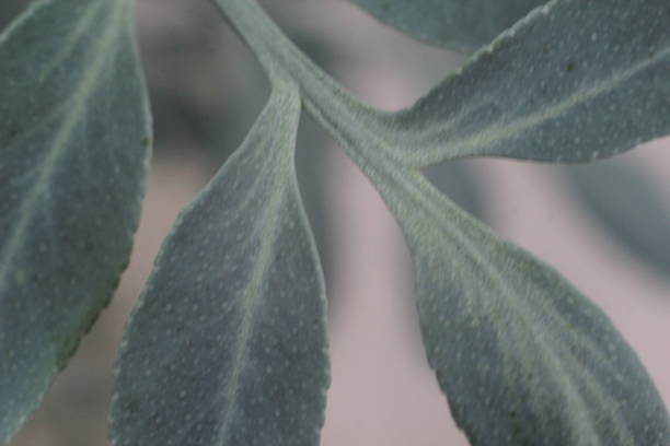 istock Ruta graveolens - common rue - arruda 686666646