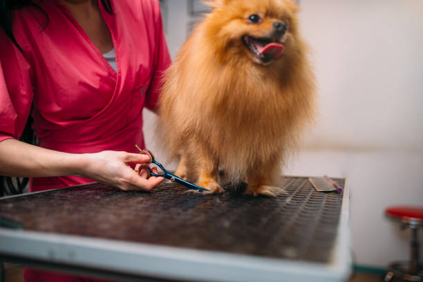 istock Pet groomer cuts with scissors claws of a dog 686670044