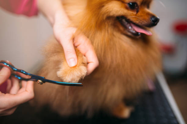 istock Pet groomer cuts with scissors claws of a dog 686670130