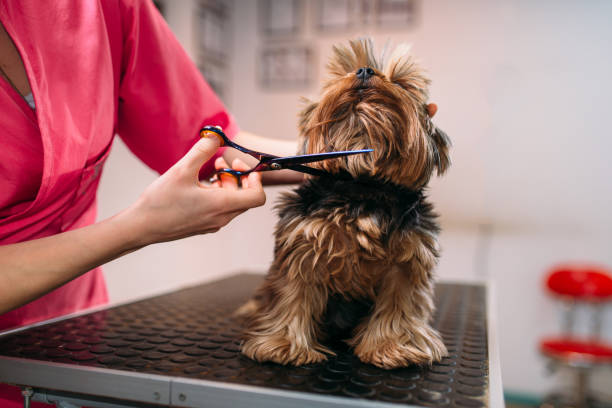 istock Pet groomer makes grooming dog 686670398