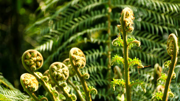 istock Cycas young leaves 686674828