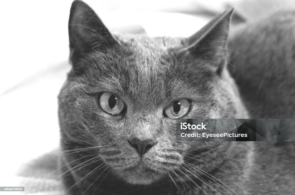 Carthusian Cat Portrait of a Chartreux Cat. Animal Stock Photo
