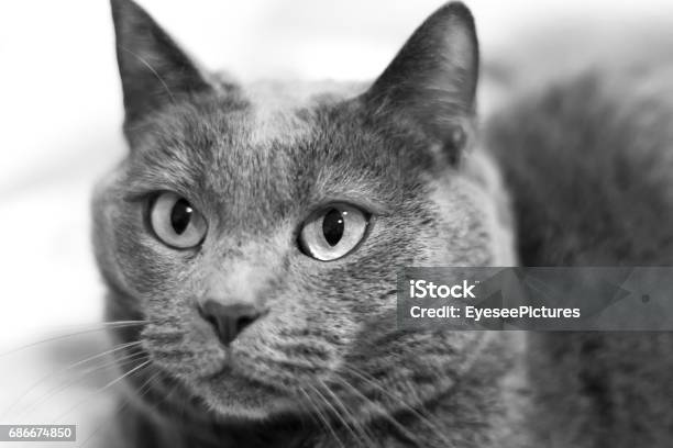 Carthusian Cat Stock Photo - Download Image Now - Animal, Animal Body Part, Animal Eye