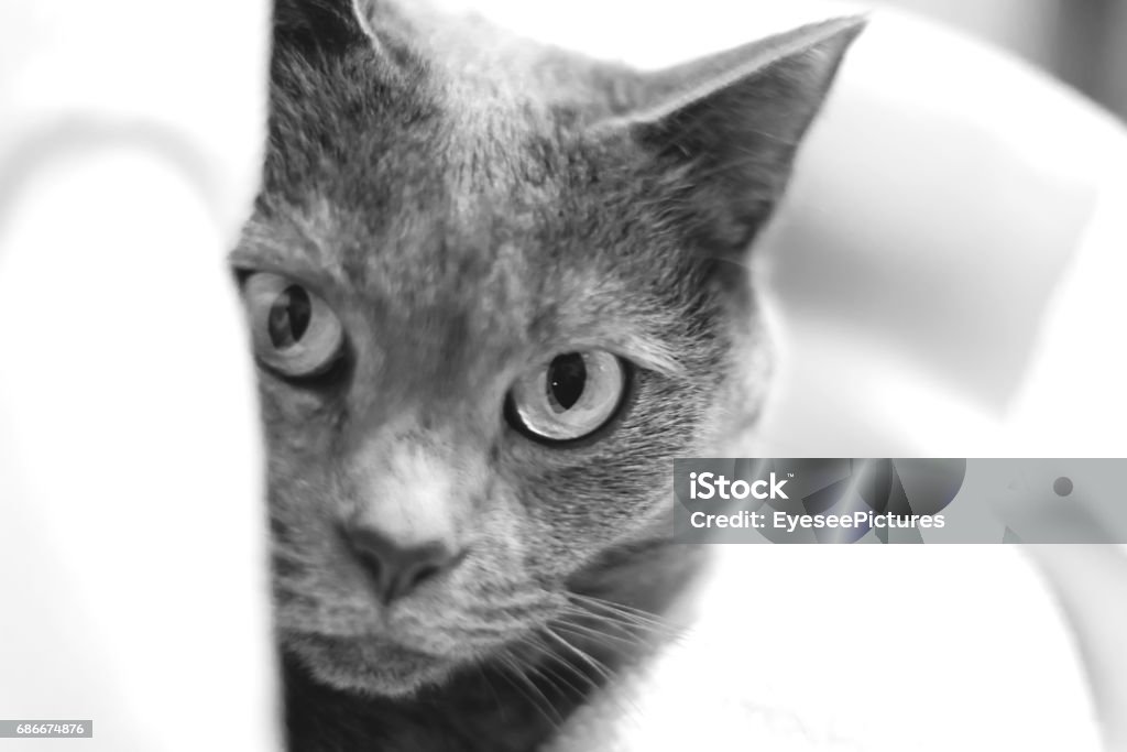 Carthusian Cat Portrait of a Chartreux Cat. Animal Stock Photo