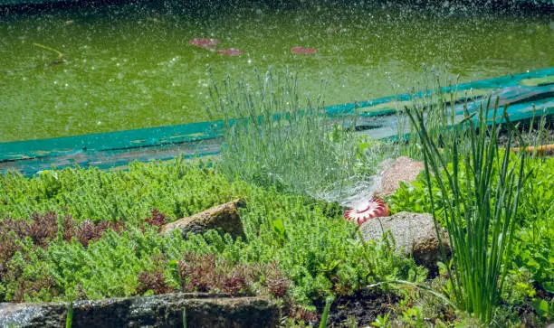 Photo of Green spring garden. Garden hose for irrigation