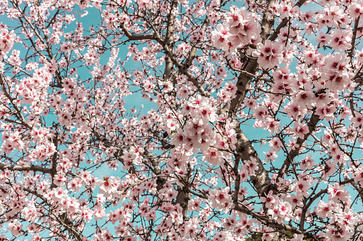 Almond trees in bloom in the Retiro park in Madrid, Spain. Selective focus