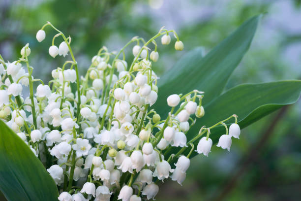 istock lily of the valley flowers 686678586