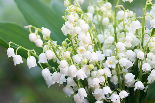closeup to lily of the valley flowers