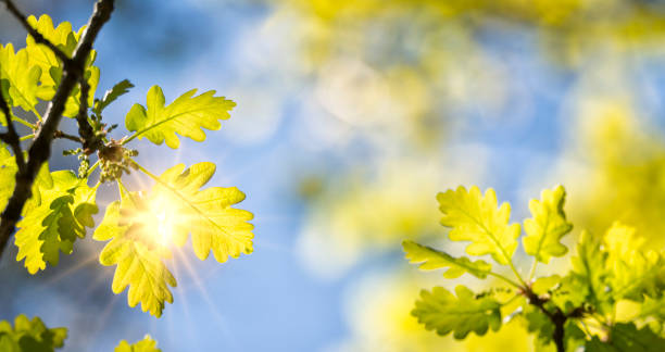 feuille de chêne au soleil - forest sunbeam tree light photos et images de collection