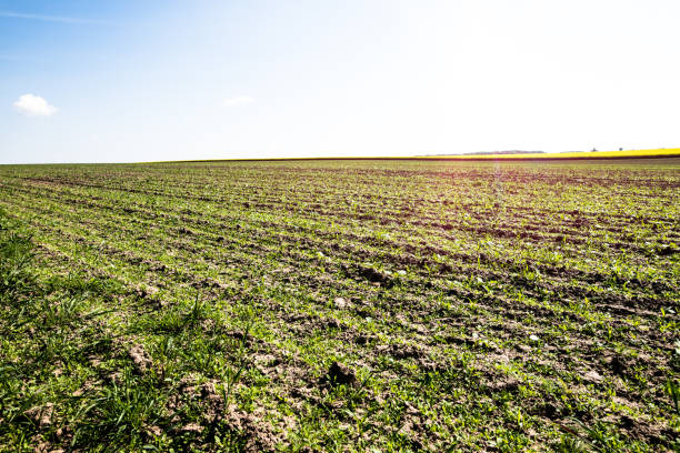 istock Agricultural field on which grow the young plants 686682050