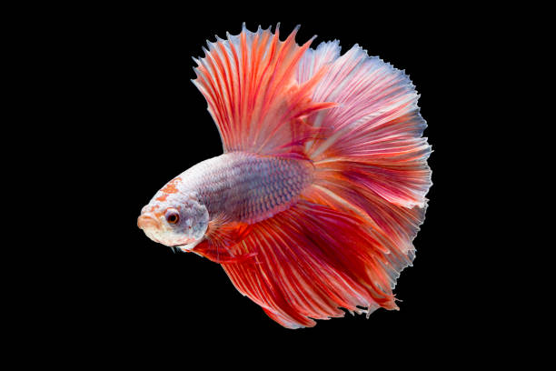 istock Siamese fighting fish (Betta fish) acting on black background. 686684444