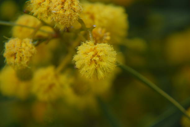 istock Yellow mimosa in Spain 686685040