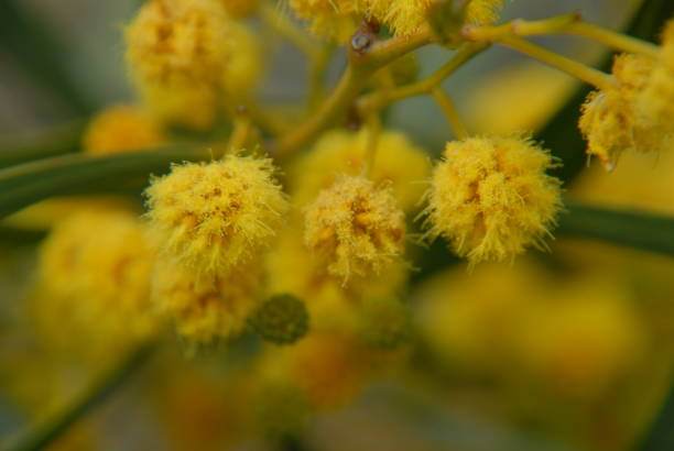 istock Yellow mimosa in Spain 686685044