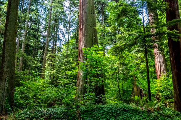 istock Gentle Sunlight on a Beautiful Primeval Rain Forest 686688526