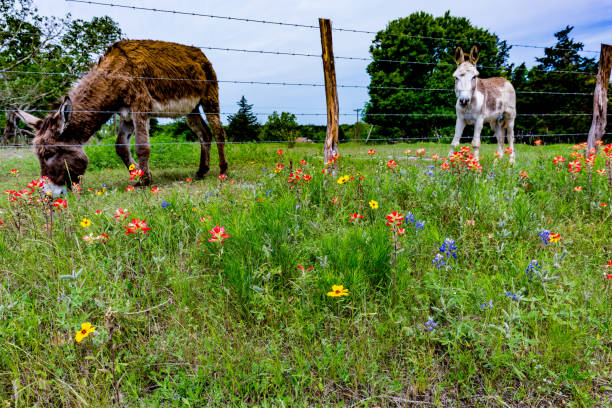 A Donkey in Texas Field of Wildflowers A Donkey or Burrow in a Beautiful Farm Pasture Full of Bright Orange Indian Paintbrush and Other Wildflowers in Texas.  Castilleja foliolosa. burrow somerset stock pictures, royalty-free photos & images