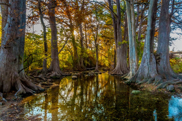 Early Morning Fall Foliage with Sun Peaking Through Cypress Trees on Cibolo Creek, Texas.