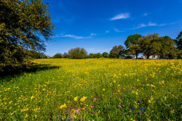 istock Beautiful Yellow Wildflower in Texas Field 686690362
