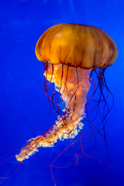 オレンジパシフィックシーネトルクラゲ。 - scyphozoa ストックフォトと画像