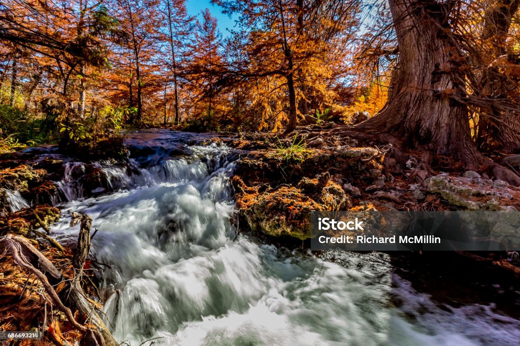 Beautiful Fall Foliage at Waterfall on the Guadelupe River, Texas. A Small Waterfall with Beautiful Fall Foliage on Bald Cypress Trees Surrounding the Guadelupe River, Texas. Texas Hill Country Stock Photo