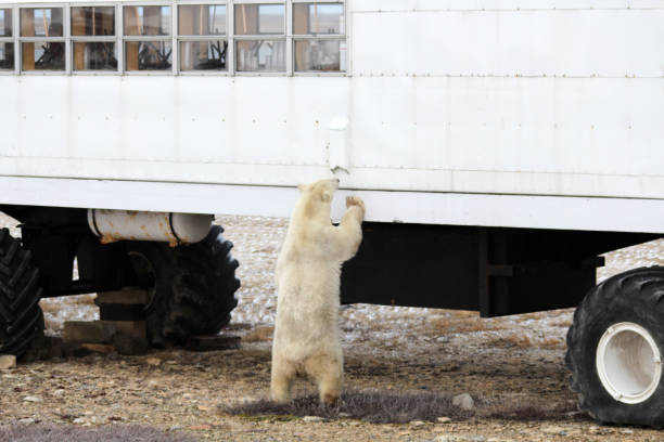 istock Polar Bear-Churchill-Hudson Bay Canada 686693496