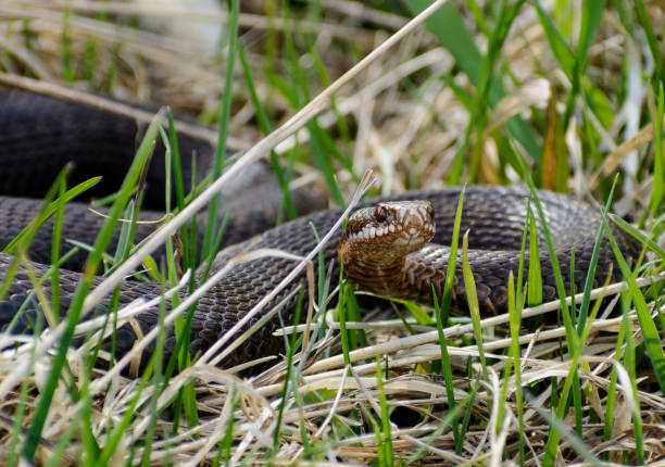 istock Snake Vipera berus nikolskii in nature 686693816