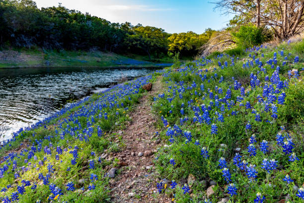 Texas Bluebonnets on Trail at Muleshoe Bend in Texas. stock photo