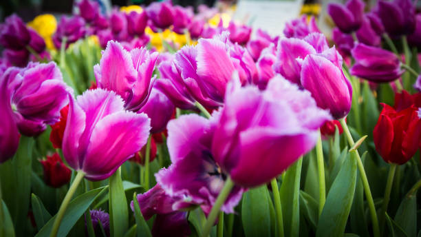 istock Purple Tulip Field 686695706