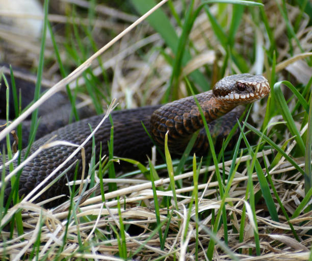 istock Snake Vipera berus nikolskii in nature 686695710