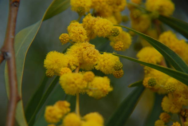 istock Yellow mimosa in Spain 686695812