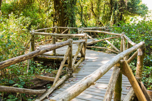 istock nature lighting and shadow with wooden bridge for walking explorer in forest. 686695826