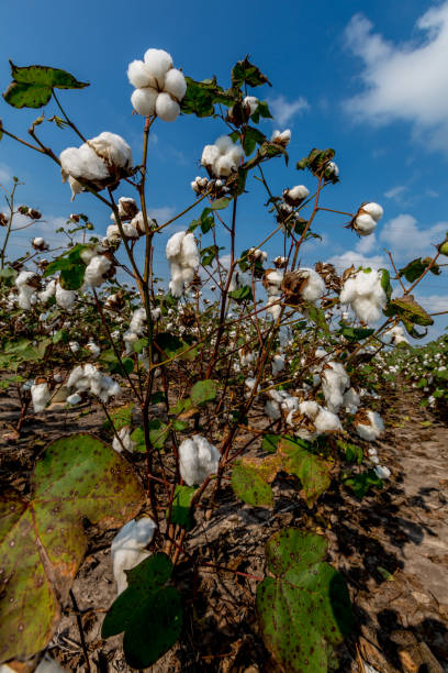 istock Cotton Growing in a Texas Field. 686695906
