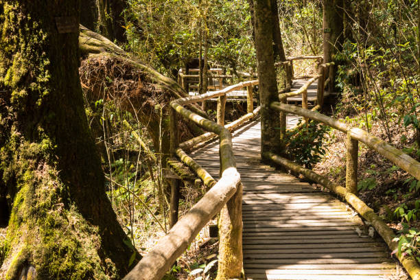 istock nature lighting and shadow with wooden bridge for walking explorer in forest. 686696202