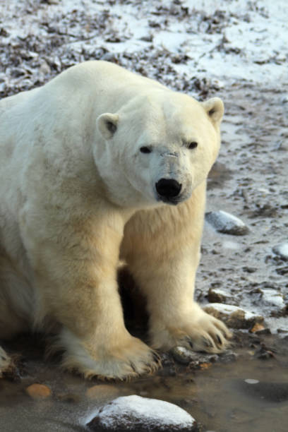 istock Polar Bear-Churchill-Hudson Bay Canada 686696452