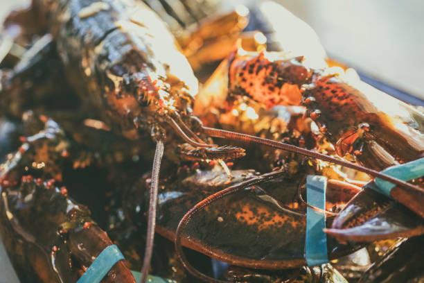 istock Before being grilled on the barbecue, alive Canadian lobsters on a baking sheet, with blue elastic bands on their claws. 686699076