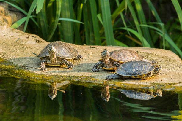 istock Turtles in a public park at Hong Kong. 686699848
