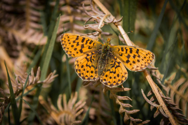 istock Pearl-bordered Fritillary, Boloria euphrosyne 686702484