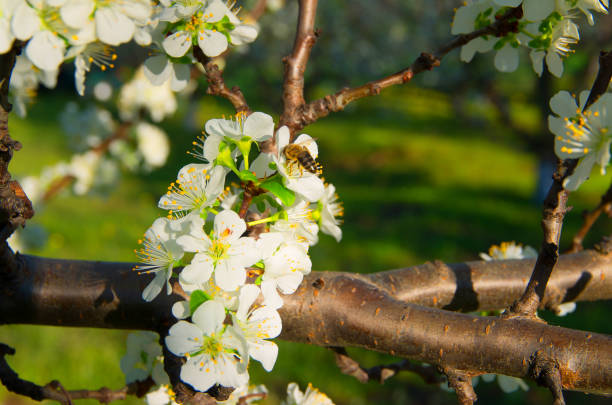 Bee pollinates flowering plum trees in the spring.