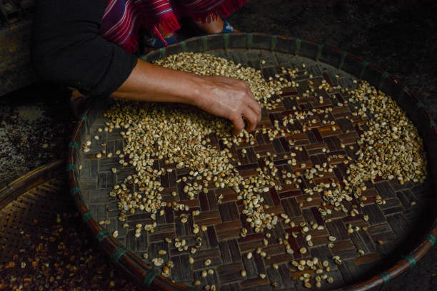 istock woman choosing  raw coffee beans in Thailand 686709304