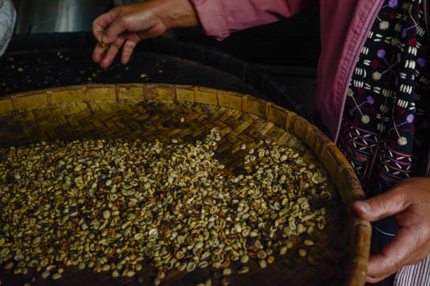 istock woman choosing  raw coffee beans in Thailand 686709334
