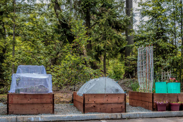 Urban Gardening Raised Beds and Plant Protectors Raised gardening beds beside a parking lot showing insect/ bird netting, raised bed, trellis, solar plant protectors. tomato cages stock pictures, royalty-free photos & images