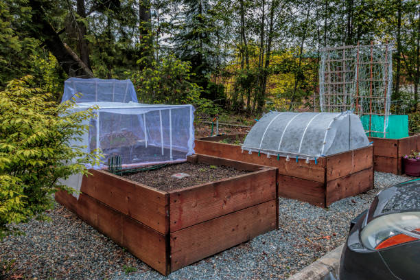 Urban Gardening Raised Beds and Plant Protectors Raised gardening beds beside a parking lot showing insect/ bird netting, raised bed, trellis, solar plant protectors. tomato cages stock pictures, royalty-free photos & images